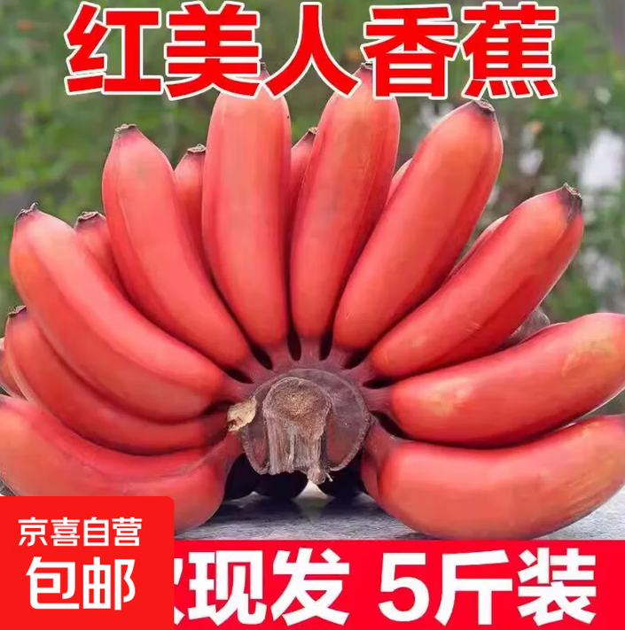 树熟红美人香蕉西双版纳泰韵红皮香蕉新鲜水果精品 西双版纳树熟红美人蕉五斤