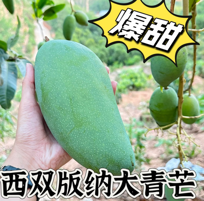 七叶岛 云南版纳正宗大青芒超甜新鲜芒果越南水果当季云南树熟现摘 自家果园｜巨无霸果｜巨甜现摘 3斤