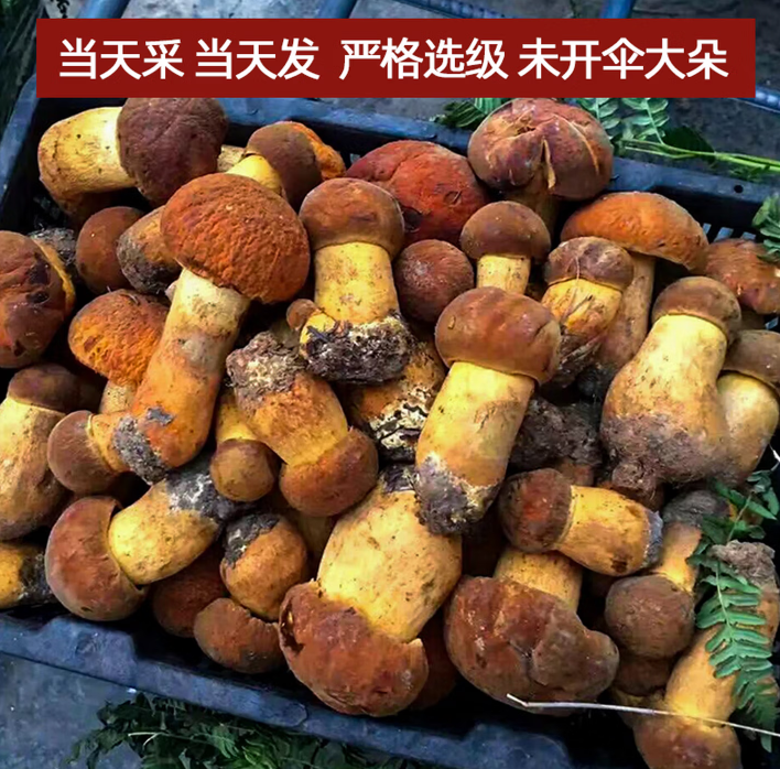 黑牛肝菌新鲜【顺丰空运】菌菇云南特产年货礼盒送礼 新鲜黄牛干肝菌（黄见手青） 10kg